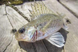 Koululuokkien kalabongauskisa_kiiski