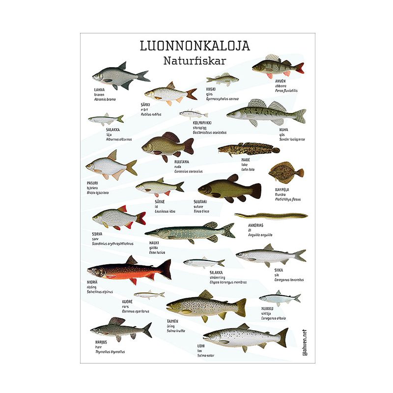 Luonnonkaloja postikortti. Ahven.netin tuotekaupan kuva.