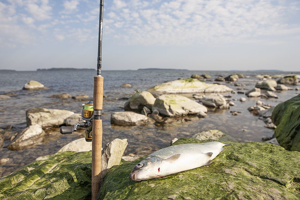 Sikmetespö och en sik