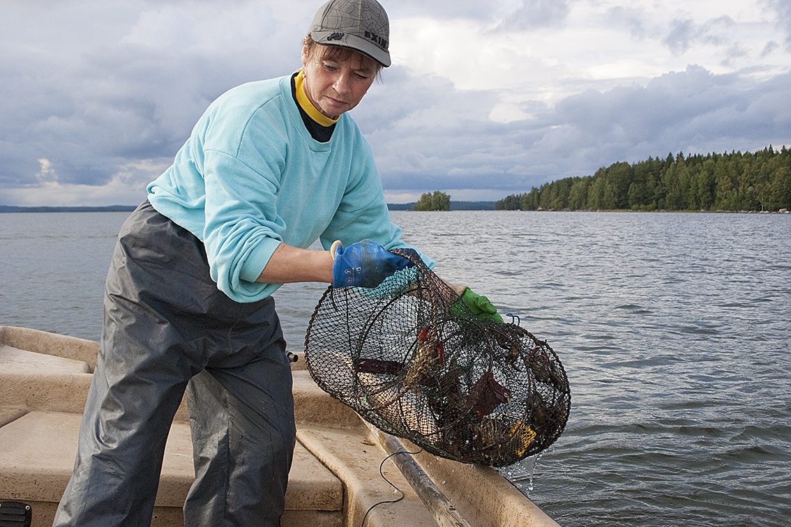Kräftfiskesäsongen inleds i juli
