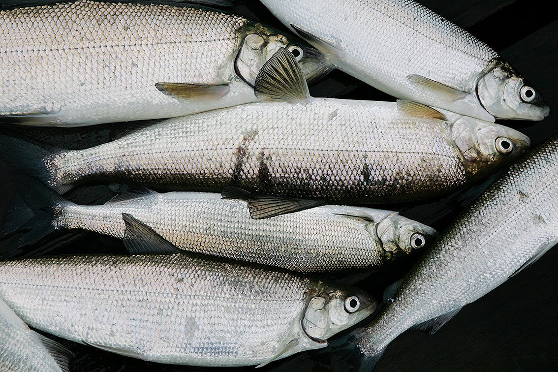 Siika on yksi rannikon kalastajien tärkeimmistä saalislajeista.