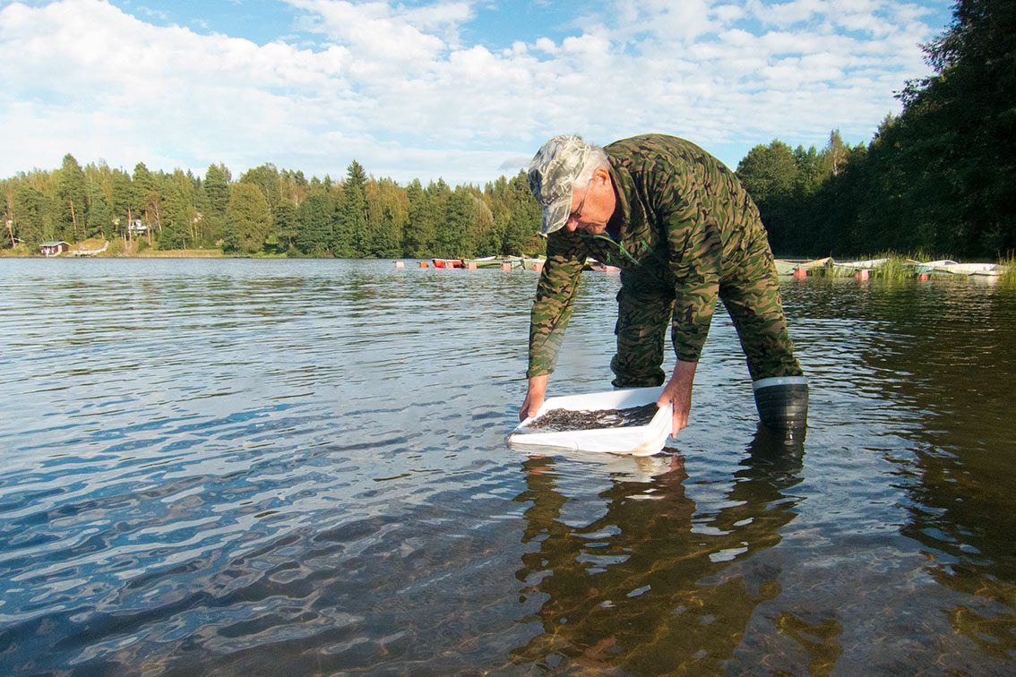 Uudenmaan Kalatalousyhteisöjen liitto istuttaa vuosittain tuhansia ankeriaanpoikasia.
