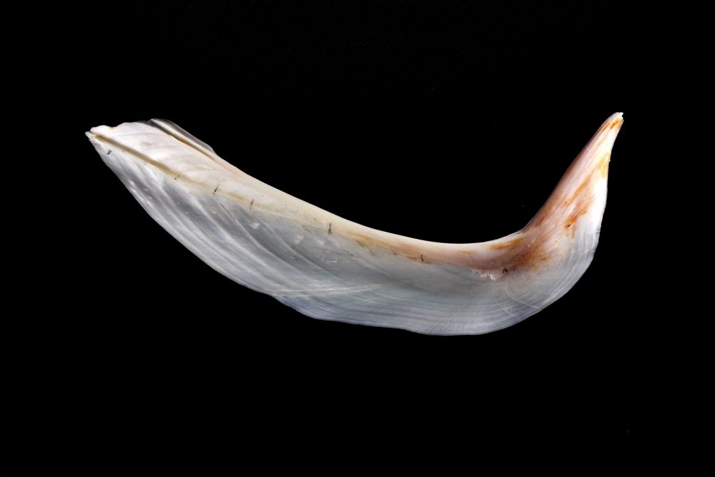 Age Determination of Fish