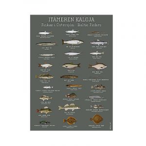 Itämeren kaloja juliste