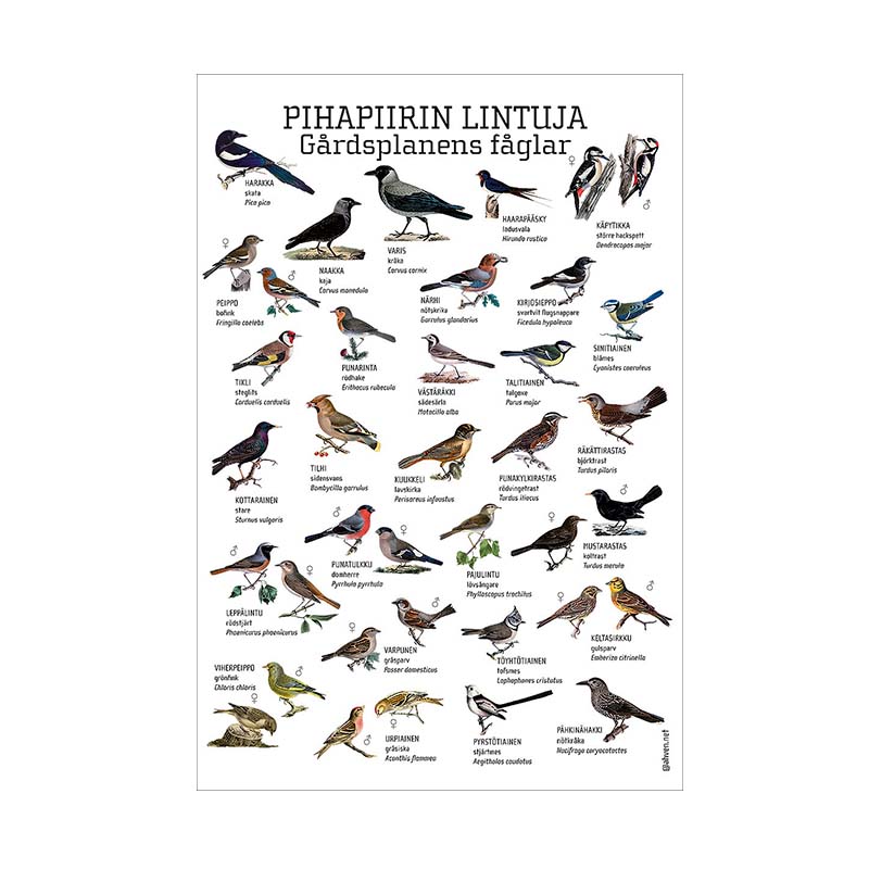 Pihapiirin lintuja -juliste