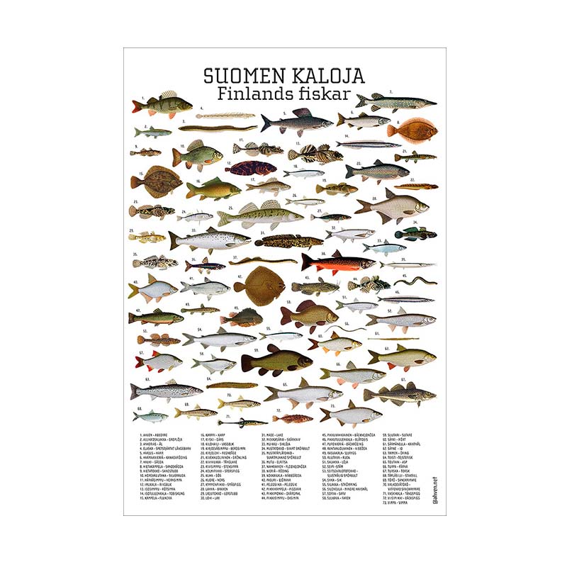 Suomen kaloja -juliste