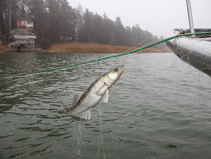 Hannu Lahtonen kalastaa verkoillaan kuhaa.
