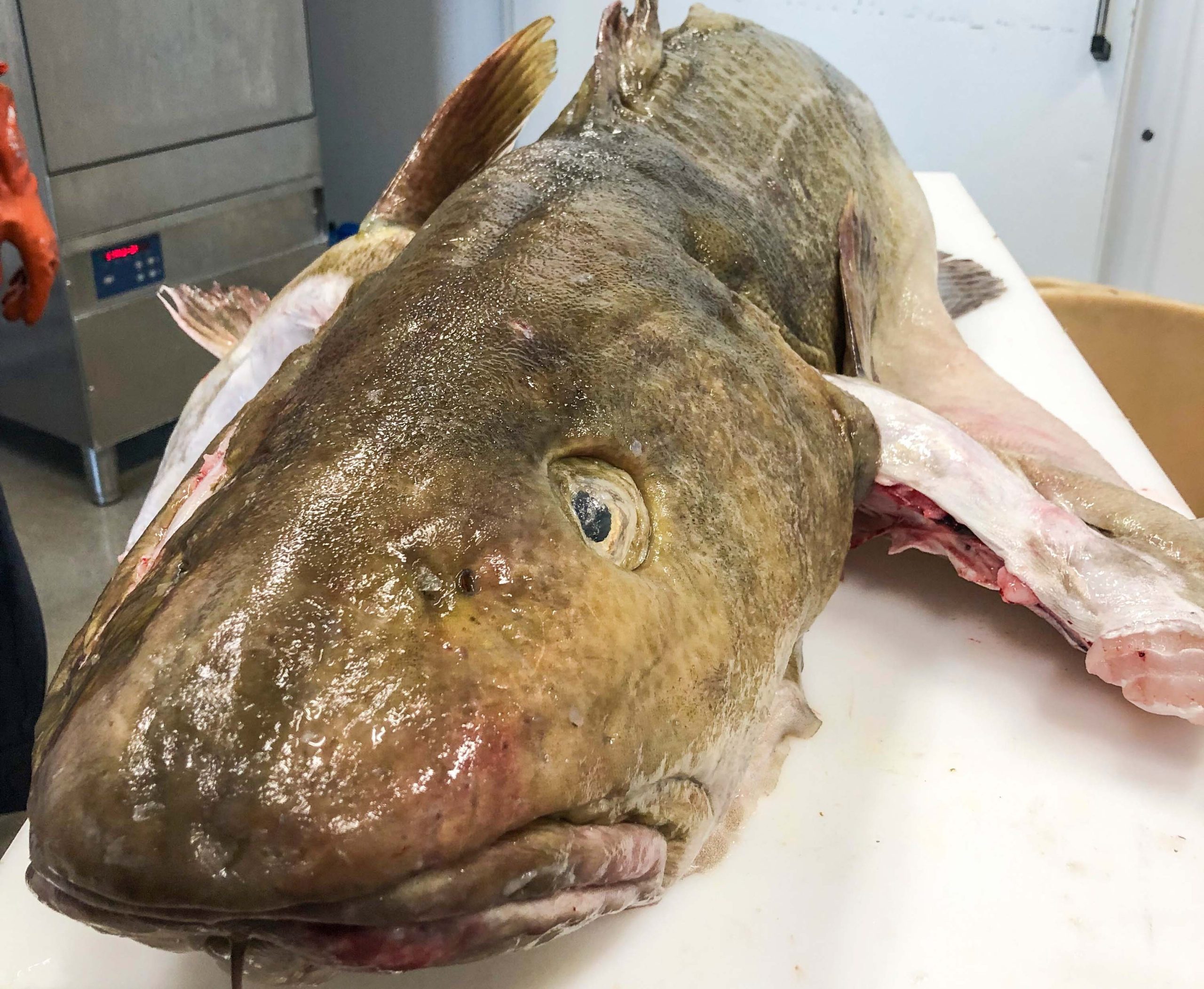 29 55 Kg Turska On Nyt Suomen Enn tyskalarekisterin Suurin Kala Ahven 29 55 Kg Turska On Nyt Suomen Enn tyskalarekisterin Suurin Kala Ahven