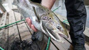 Lohikalojen syysrauhoitus alkaa 1. syyskuuta.