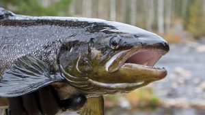 Saimaan kalastusrajoitukset auttavat suojelemaan äärimmäisen uhanalaista järvilohta.