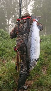 Kalastajat suosivat suuria lohia. Kuvassa lähes 20-kiloinen saalis Tornionjoelta. Kuva Pasi Romakkaniemi.