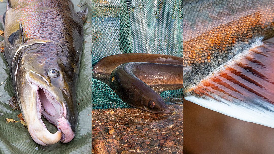 Lohen, järvilohen, taimenen, ankeriaan, kyttyrälohen sekä tietyiltä osin nieriän ja harjuksen vapaa-ajankalastuksen saalis- ja pyyntitietojen ilmoitukset tulevat pakollisiksi vuoden 2025 alusta.