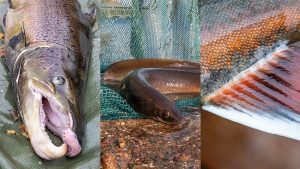 Från den 1.1.2025 är det obligatoriskt för fritidsfiskare att anmäla vissa fångstarter. Anmälningsplikten gäller lax, insjölax, öring, ål, röding i Kuolimo och Saimen samt på andra håll i Vuoksens vattendrag, harr i insjövatten söder om latituden 65°00′N och i havet, samt puckellax.