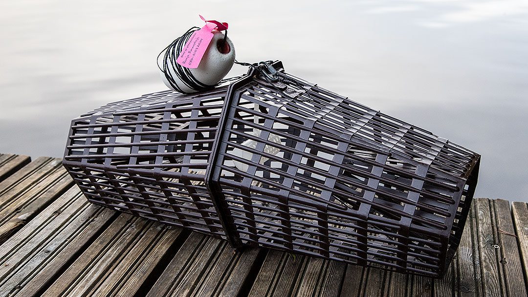 Ravustuskausi alkaa ja rapumerta on laiturilla valmiina pyyntiin.