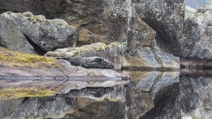 Saimaannorppa lepäilee Saimaan rantakalliolla karvanvaihdon aikaan toukokuussa.