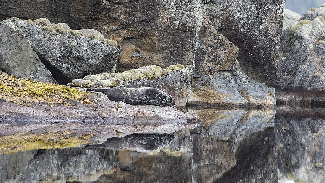 Saimaannorppa lepäilee Saimaan rantakalliolla karvanvaihdon aikaan toukokuussa.
