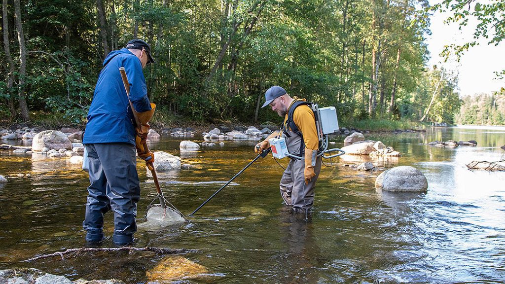 Hämeen kalatalouskeskuksen toiminnanjohtaja Tomi Ranta ja kalatalousneuvoja Marko Puranen sähkökoekalastamassa Kalkkistenkosken koskimyllyn kunnostettua ja kaunista aluetta.