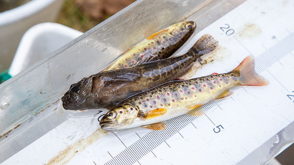 Kalkkistenkosken sähkökoekalastuksessa saatiin paikoitellen ilahduttavan paljon rasvaevällisiä luonnossa syntyneitä taimenen poikasia ja kivisimppuja.