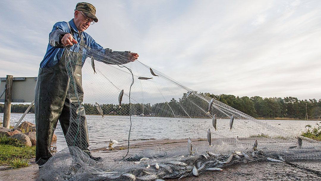 Kalatalousalueen vesillä silakkaa verkoilla pyytänyt kalastaja selvittää saalistaan rantakalliolla.