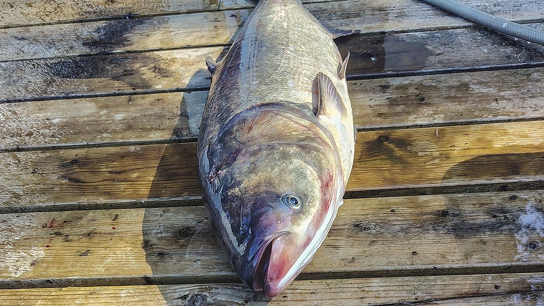 Loviisassa lohirysään uinut marmoripaksuotsa painoi 7,150 kiloa ja on uusi Suomen ennätys Kuva Mikael Lindholm.