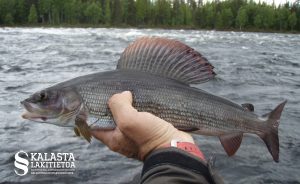 Harjuksen kevätrauhoitus on huhtikuun alusta toukokuun loppuun