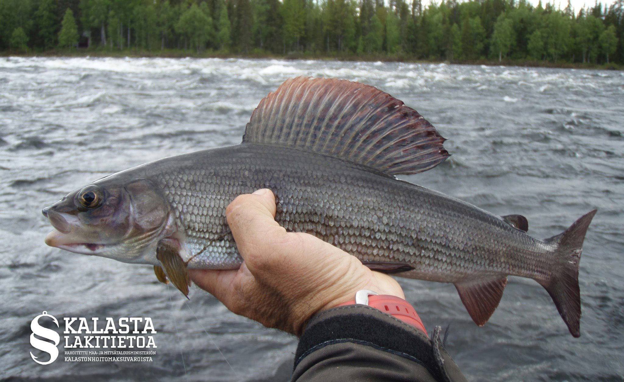 Harjuksen kevätrauhoitus on huhtikuun alusta toukokuun loppuun