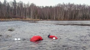 Tutkijat suorittamassa kutupesien merkintää Pielisjoen Laurinvirralla.